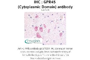 Image no. 1 for anti-G Protein-Coupled Receptor 45 (GPR45) (3rd Cytoplasmic Domain) antibody (ABIN1735105) (GPR45 antibody  (3rd Cytoplasmic Domain))