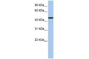 WB Suggested Anti-P2RX2 Antibody Titration:  0. (P2RX2 antibody  (N-Term))