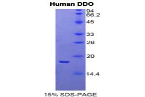 SDS-PAGE analysis of Human D-Aspartate Oxidase Protein. (DDO Protein)