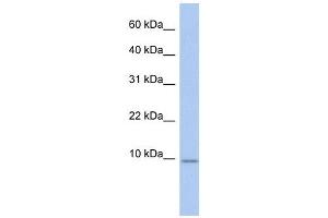 FXYD7 antibody used at 1 ug/ml to detect target protein. (FXYD7 antibody  (N-Term))