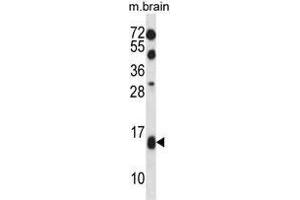 TCEB2 Antibody (N-term) western blot analysis in mouse brain tissue lysates (35 µg/lane).