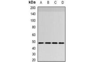 Western blot analysis of INI1 expression in HepG2 (A), MCF7 (B), mouse brain (C), mouse lung (D) whole cell lysates. (SMARCB1 antibody)
