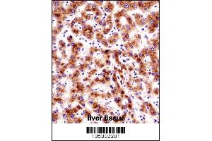 SEC61B Antibody immunohistochemistry analysis in formalin fixed and paraffin embedded human liver tissue followed by peroxidase conjugation of the secondary antibody and DAB staining. (SEC61B antibody  (AA 42-70))