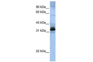SFRS2B antibody used at 1 ug/ml to detect target protein.