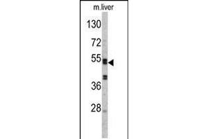 Western blot analysis of SERPINC1 Antibody in mouse liver tissue lysates (35ug/lane) (SERPINC1 antibody  (C-Term))