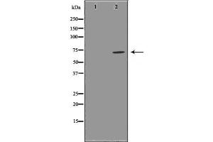 Western blot analysis GCSc-γ using RAW264. (GCLC antibody  (N-Term))