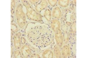 Immunohistochemistry of paraffin-embedded human kidney tissue using ABIN7168641 at dilution of 1:100 (SCFD1 antibody  (AA 373-642))