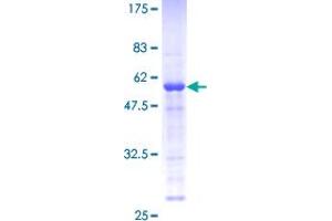 MEA1 Protein (AA 1-185) (GST tag)