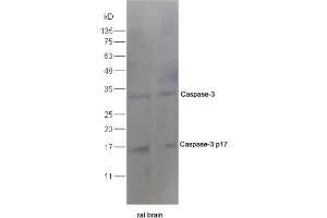 Rat lung lysate 30ug, probed  at 1:200 overnight in 4˚C. (Caspase 3 antibody  (AA 60-100))