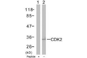 Image no. 1 for anti-Cyclin-Dependent Kinase 2 (CDK2) (Thr160) antibody (ABIN197287) (CDK2 antibody  (Thr160))