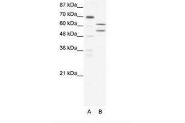 ZBTB43 Antikörper  (AA 151-200)