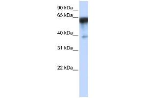 KIRREL antibody used at 1 ug/ml to detect target protein. (KIRREL antibody)