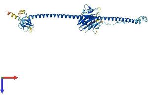 Tripartite Motif-Containing 34A (TRIM34A) (AA 1-485) protein (His tag)
