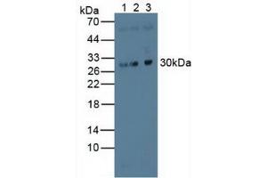 Figure. (MAPRE1 antibody  (AA 2-268))