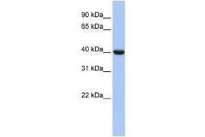 Western Blotting (WB) image for anti-Guanine Nucleotide Binding Protein (G Protein), alpha Inhibiting Activity Polypeptide 2 (GNAI2) antibody (ABIN2459790)