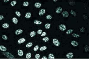 MDCK (SLU7 antibody  (AA 457-570))