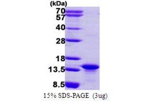 SDS-PAGE (SDS) image for C-Myc Binding Protein (MYCBP) (AA 1-103) protein (His tag) (ABIN667568)