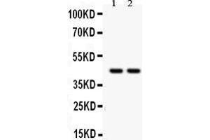 Western Blotting (WB) image for anti-Runt-Related Transcription Factor 3 (RUNX3) (AA 128-270) antibody (ABIN3043429) (RUNX3 antibody  (AA 128-270))