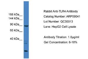 Western Blotting (WB) image for anti-Toll-Like Receptor 4 (TLR4) (Middle Region) antibody (ABIN2787920)