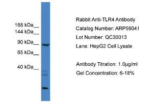 WB Suggested Anti-TLR4  Antibody Titration: 0.