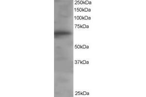 ABIN184642 staining (1µg/ml) of Human PBMC lysate (RIPA buffer, 35µg total protein per lane). (DOK3 antibody  (C-Term))