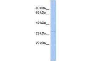 ODF4 antibody  (N-Term)