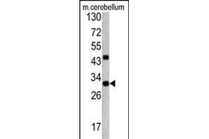 Western blot analysis of ZWINT antibody (Center) (ABIN390639 and ABIN2840941) in mouse cerebellum tissue lysates (35 μg/lane). (ZWINT antibody  (AA 59-88))
