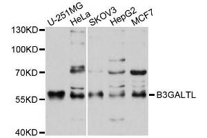Western blot analysis of extracts of various cell lines, using B3GALTL antibody (ABIN5996077) at 1/1000 dilution. (B3GALTL antibody)