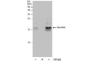 IP Image Immunoprecipitation of Survivin protein from 293T whole cell extracts using 5 μg of Survivin antibody, Western blot analysis was performed using Survivin antibody, EasyBlot anti-Rabbit IgG  was used as a secondary reagent. (Survivin antibody  (C-Term))