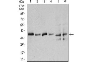 Western Blotting (WB) image for anti-Annexin A1 (ANXA1) (AA 144-248) antibody (ABIN1842825) (Annexin a1 antibody  (AA 144-248))