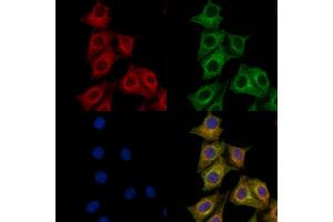 ABIN7094769 and ABIN7098820 staining HepG2 cells by IF/ICC. (PRMT3 antibody  (Internal Region))