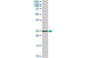C9orf32 MaxPab polyclonal antibody. (METTL11A antibody  (AA 1-223))