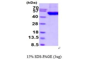 B3GNT2 Protein (AA 29-397) (His tag)