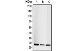 Western blot analysis of CD256 expression in HEK293T (A), SP2/0 (B), H9C2 (C) whole cell lysates. (TNFSF13 antibody  (Center))