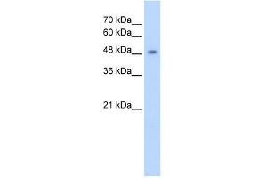 CYP2A13 antibody used at 5 ug/ml to detect target protein. (CYP2A13 antibody  (C-Term))