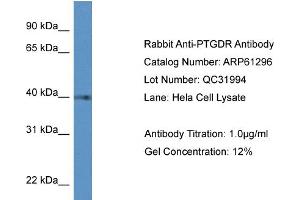 Western Blotting (WB) image for anti-Prostaglandin D2 Receptor (PTGDR) (C-Term) antibody (ABIN2788757) (PTGDR antibody  (C-Term))
