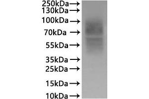 Chemokine (C-C Motif) Receptor 7 (CCR7) (AA 25-378), (full length) protein (His tag)