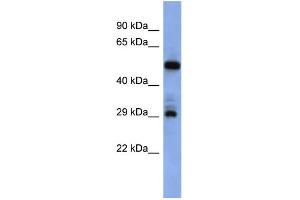 WB Suggested Anti-FOLR1 Antibody Titration:  0. (FOLR1 antibody  (Middle Region))