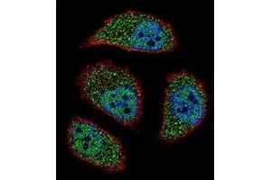 Confocal immunofluorescent analysis of BNIP3L / BNIP3A Antibody (Center) Cat. (BNIP3L/NIX antibody  (Middle Region))