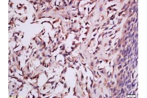 Formalin-fixed and paraffin embedded mouse embryo tissue labeled with Anti-MSRB2 Polyclonal Antibody, Unconjugated  at 1:300 followed by conjugation to the secondary antibody and DAB staining (MSRB2 antibody  (AA 31-130))