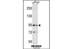 Western blot analysis of EMILIN1 Antibody in K562 and 293 cell line lysates (35ug/lane) (Emilin1 antibody  (N-Term))