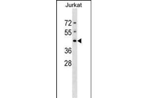 DHPS Antibody (N-term) (ABIN1539082 and ABIN2848705) western blot analysis in Jurkat cell line lysates (35 μg/lane). (DHPS antibody  (N-Term))