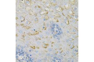 Immunohistochemistry of paraffin-embedded human esophagus using COX4I1 Antibody. (COX IV antibody  (AA 23-169))