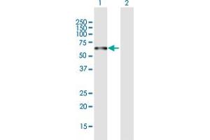 PLEKHO2 antibody  (AA 1-440)