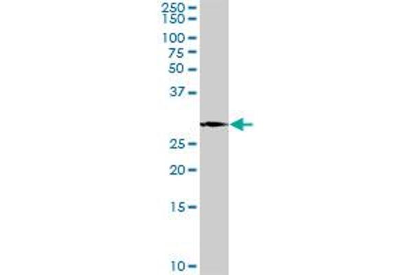 PLP1 antibody  (AA 1-277)