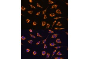 Immunofluorescence analysis of L929 cells using GST antibody (ABIN7267440) at dilution of 1:100. (GSTA3 antibody  (AA 1-222))