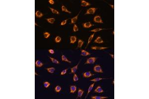 Immunofluorescence analysis of L929 cells using GST antibody (ABIN7267440) at dilution of 1:100. (GSTA3 antibody  (AA 1-222))