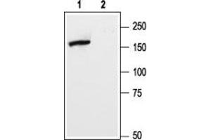 Western blot analysis of rat brain membranes: - 1. (Metabotropic Glutamate Receptor 5 antibody  (Extracellular, N-Term))