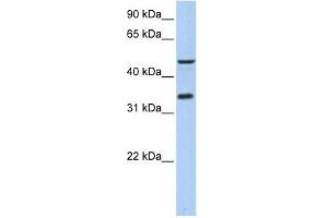 PIP3-E antibody used at 1 ug/ml to detect target protein.