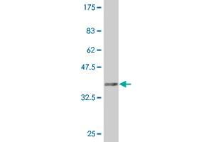 Western Blot detection against Immunogen (36.